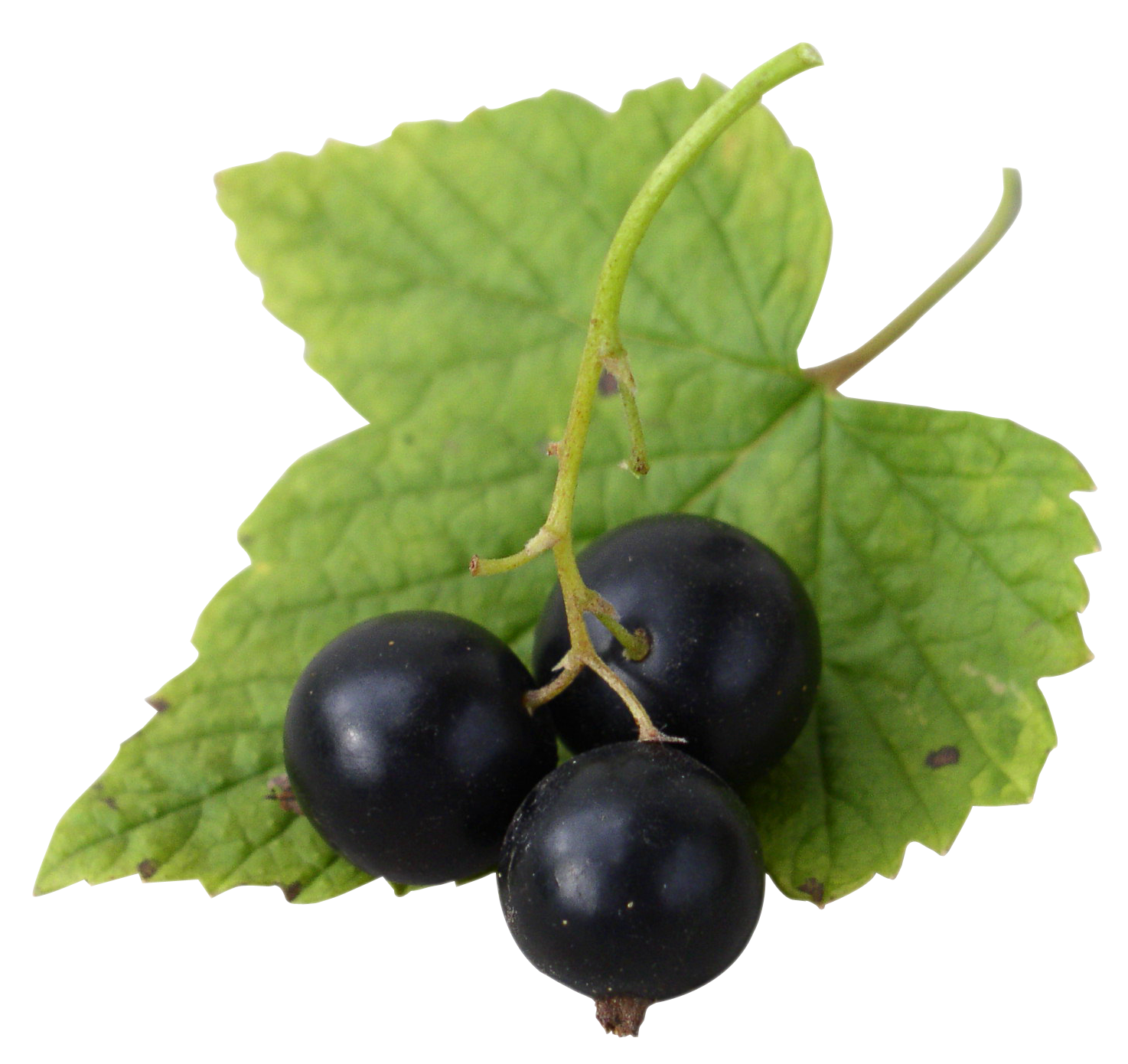 Blackcurrantson Leaf PNG with transparent background