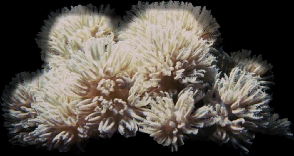 Bleached_ Coral_ Closeup