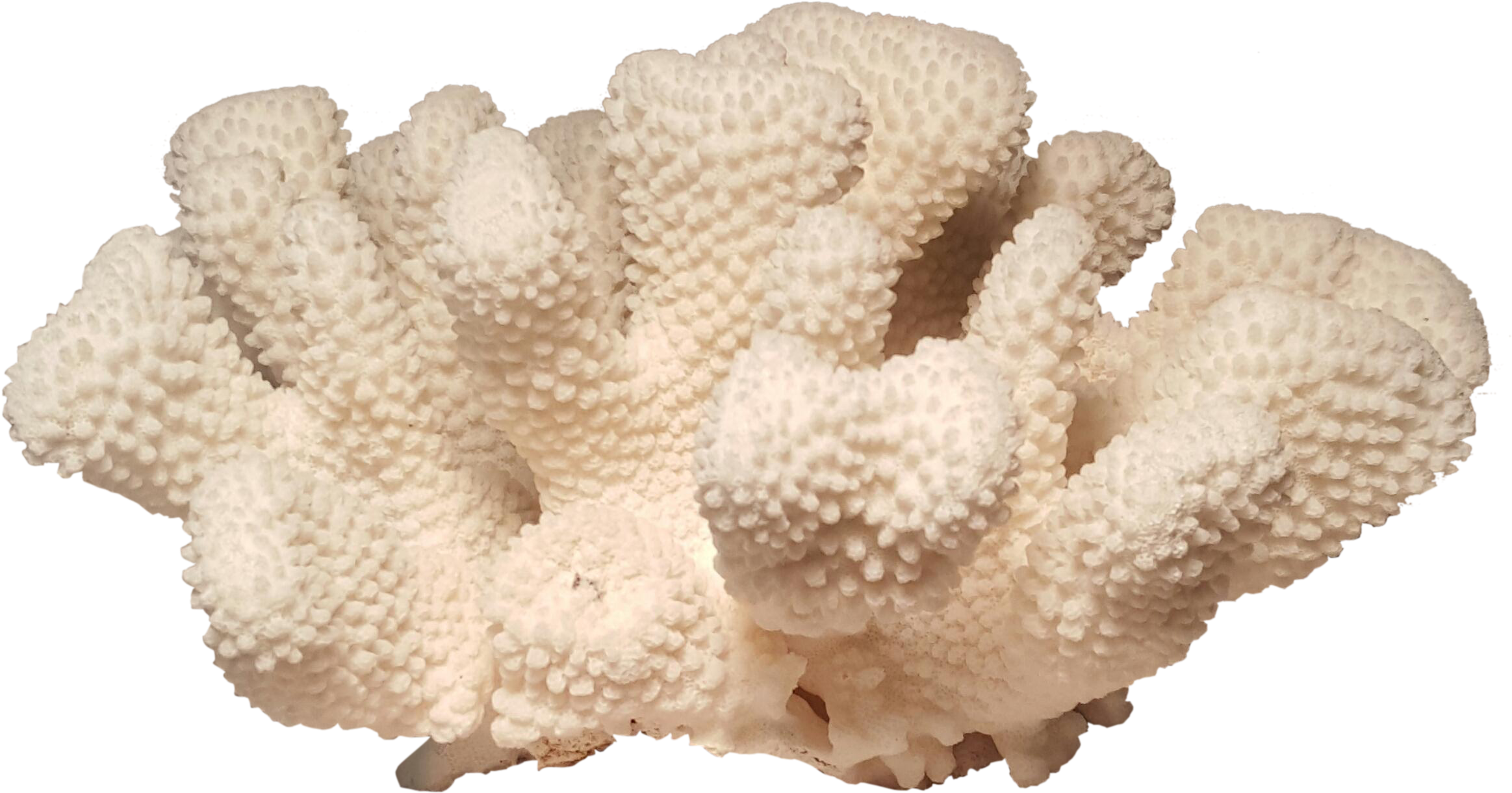 Cauliflower Specimen Chairish Graphic Black And White, HD Png Download PNG with transparent background