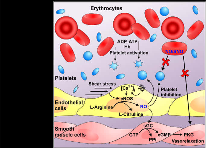 Blood Componentsand Function Illustration