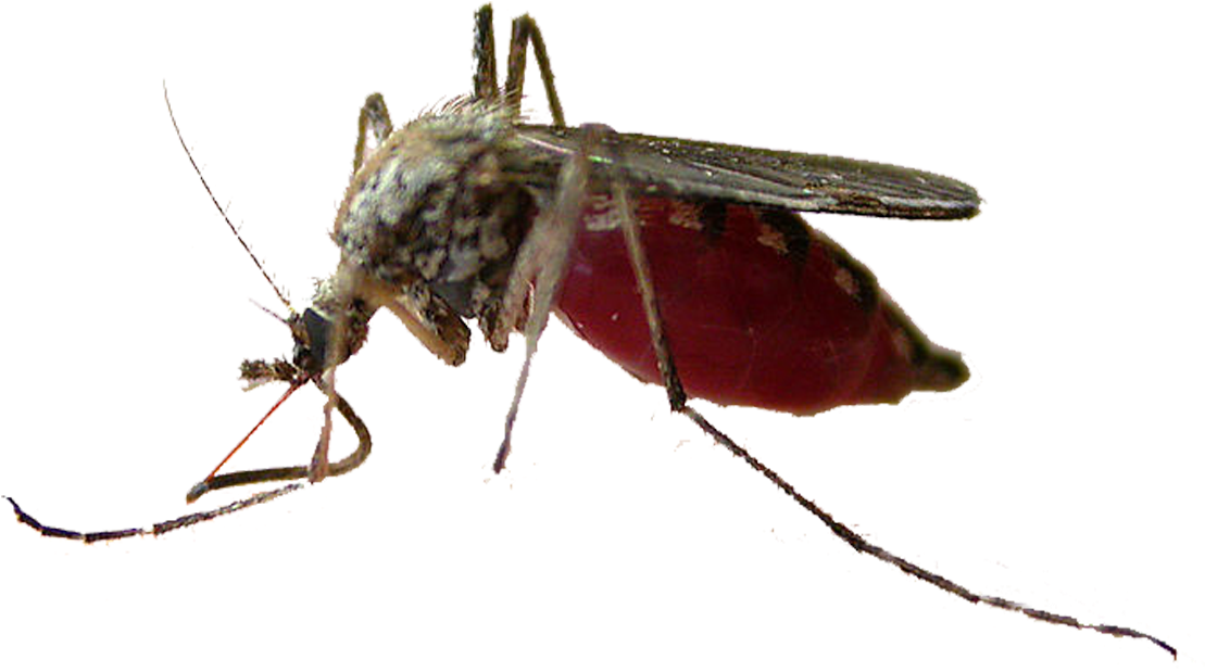 Mosquito Insect Pollinator Fly Membrane - Mosquito, HD Png Download PNG with transparent background