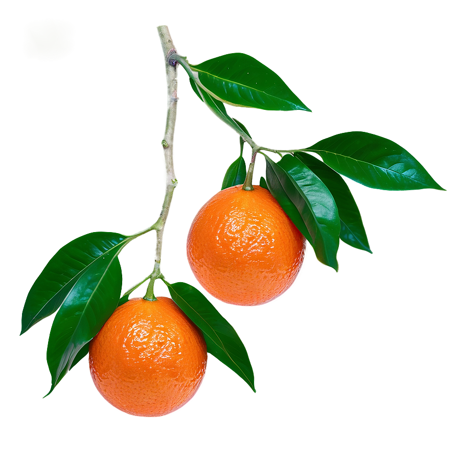 Blood Orange On Branch Png 63