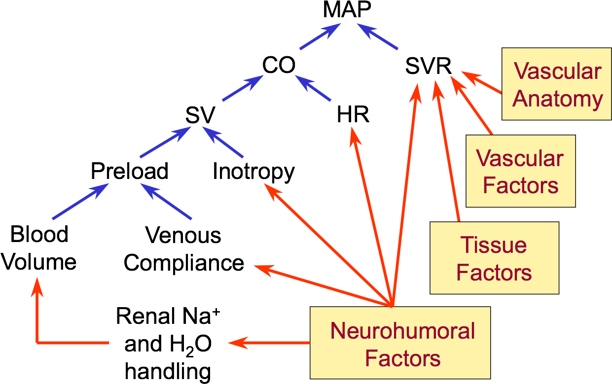 Blood_ Pressure_ Regulation_ Factors_ Diagram PNG image with a transparent background, free high-resolution download