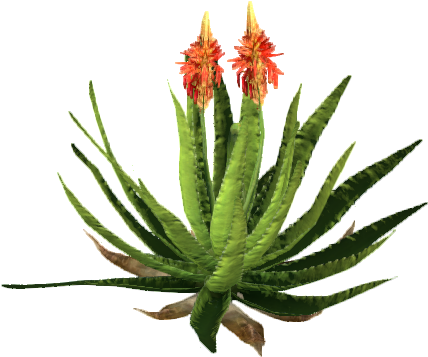 Blooming Aloe Plant