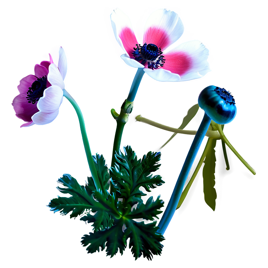 Blooming Anemone Png 28