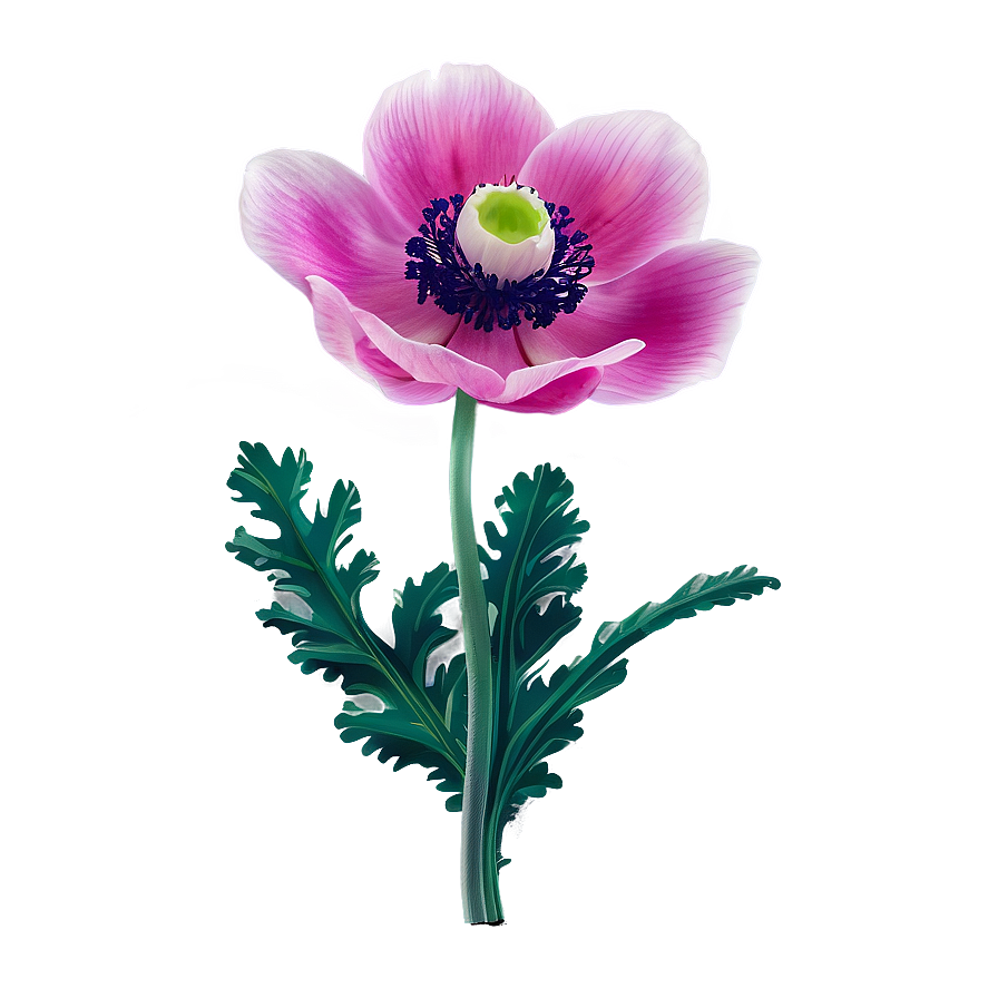 Blooming Anemone Png 86