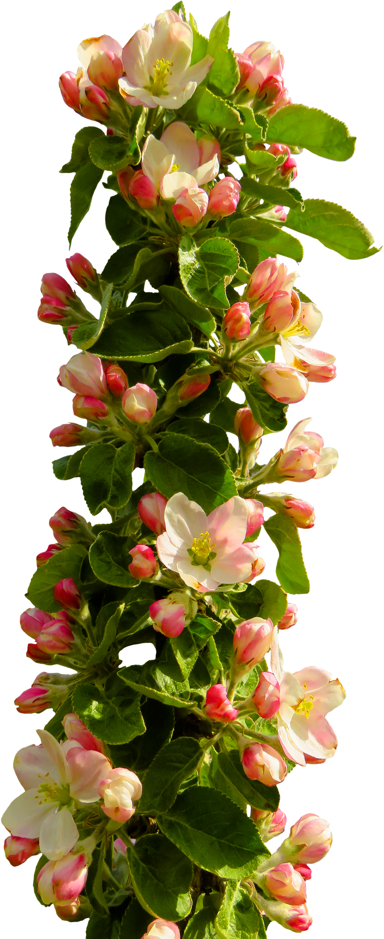 Blooming Apple Branch Springtime PNG with transparent background