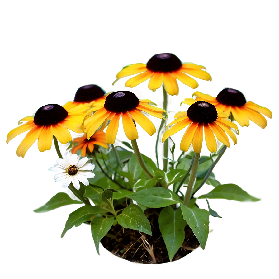 Blooming Black Eyed Susan Png 78