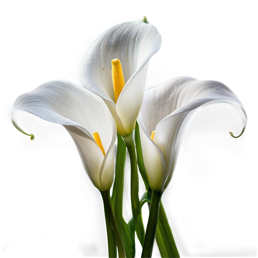 Blooming Calla Lily Png Ben12