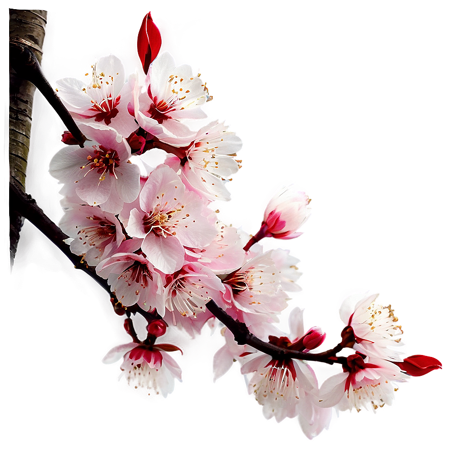 Blooming Cherry Blossom Landscape PNG 05032024 PNG with transparent background