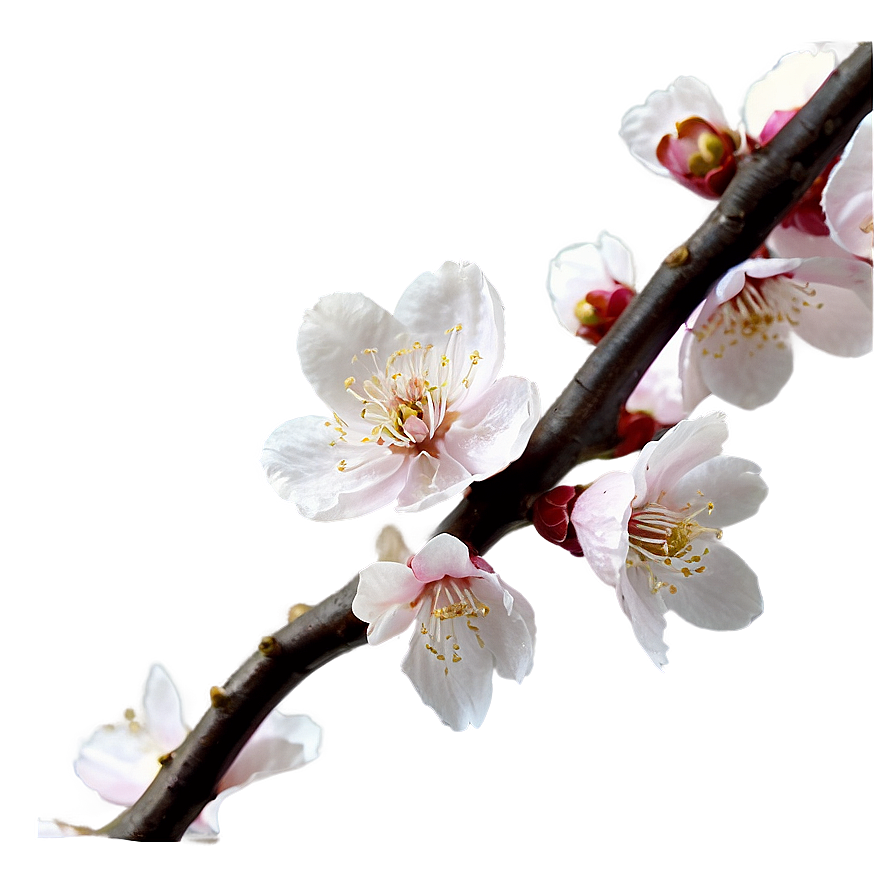 Blooming Cherry Blossoms PNG 05212024 PNG with transparent background