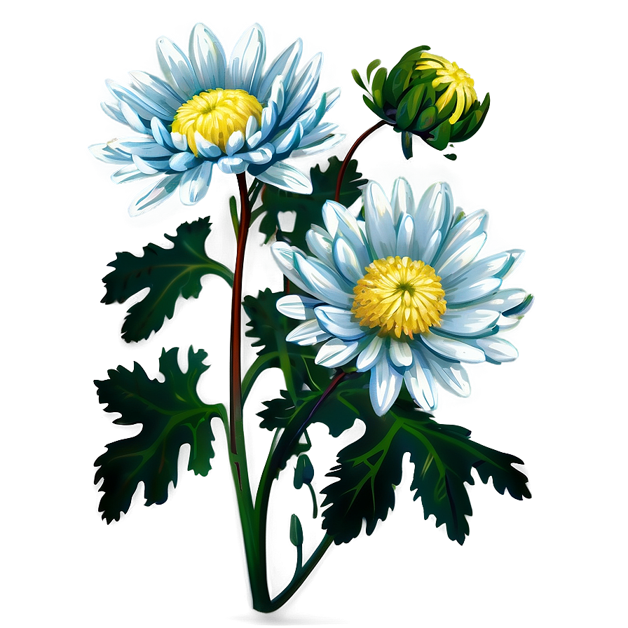 Blooming Chrysanthemum Png 06112024