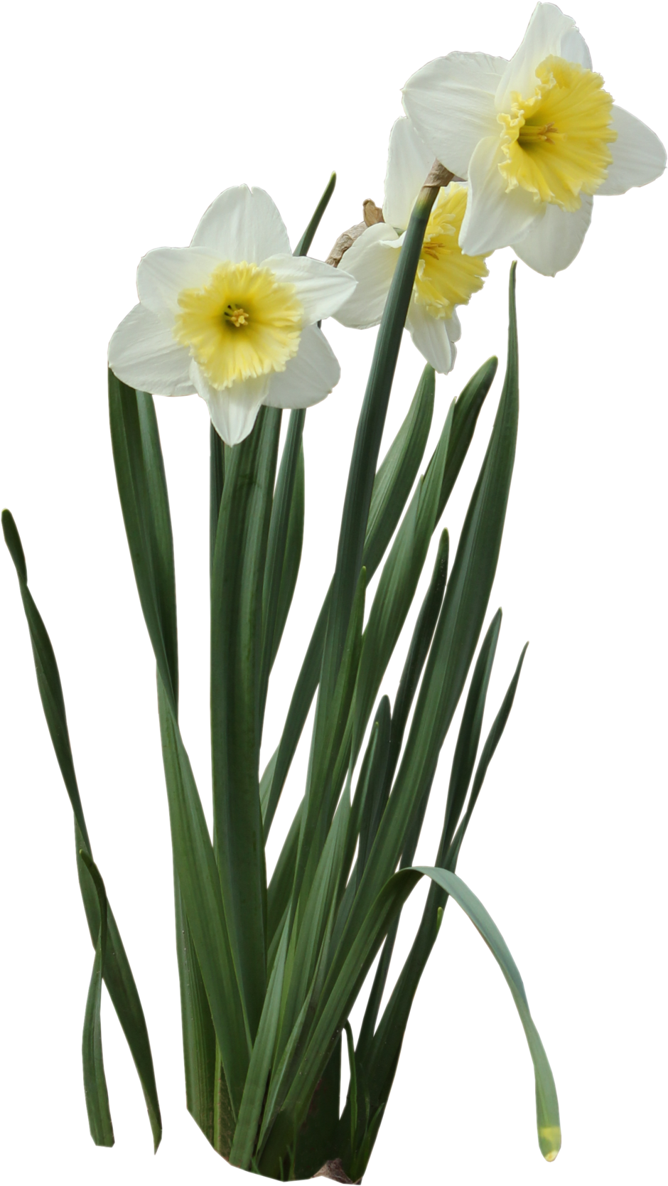 Blooming Daffodils Transparent Background.png