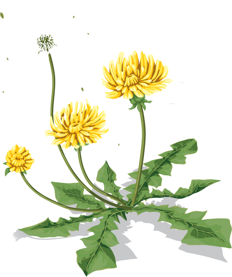 Dandelion Image Transparent Background, HD Png Download PNG image with a transparent background, free high-resolution download