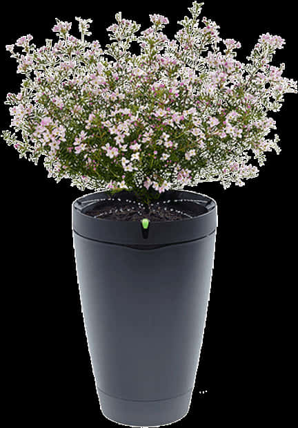 Blooming Flowersin Modern Pot.jpg