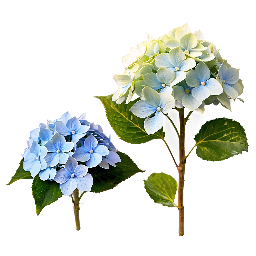 Blooming Hydrangea PNG oqq PNG with transparent background