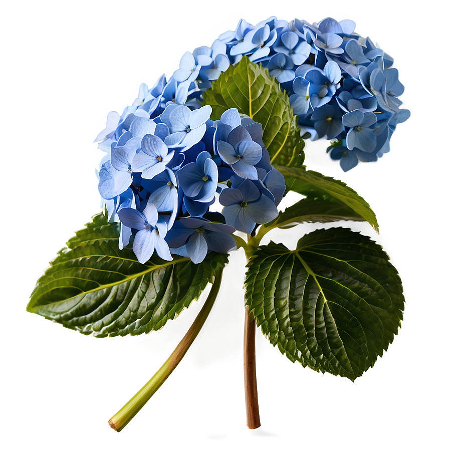 Blooming Hydrangea PNG wde PNG with transparent background