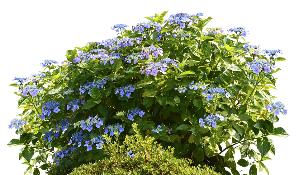 Morning Glory Family - Hydrangeas Png, Transparent Png PNG with transparent background