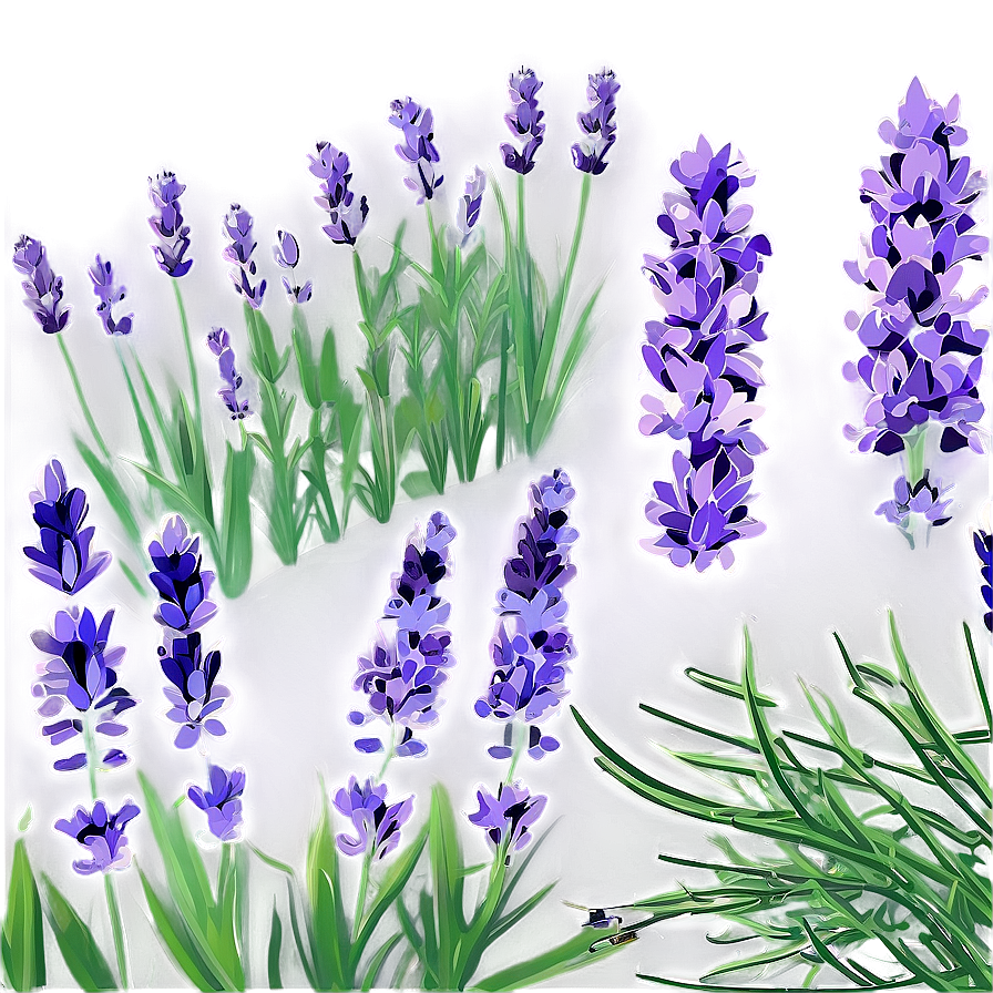 Blooming Lavender Field PNG 95 PNG with transparent background