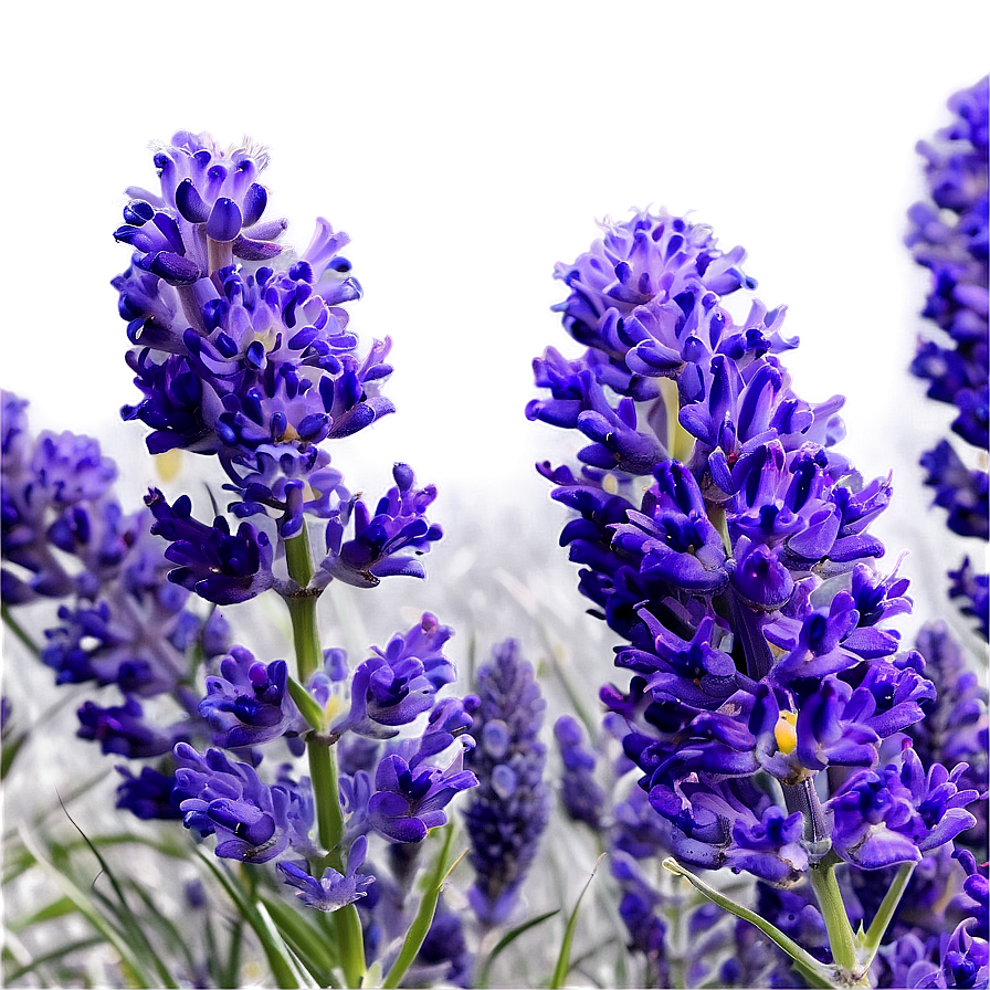 Blooming Lavender Fields Png 06112024