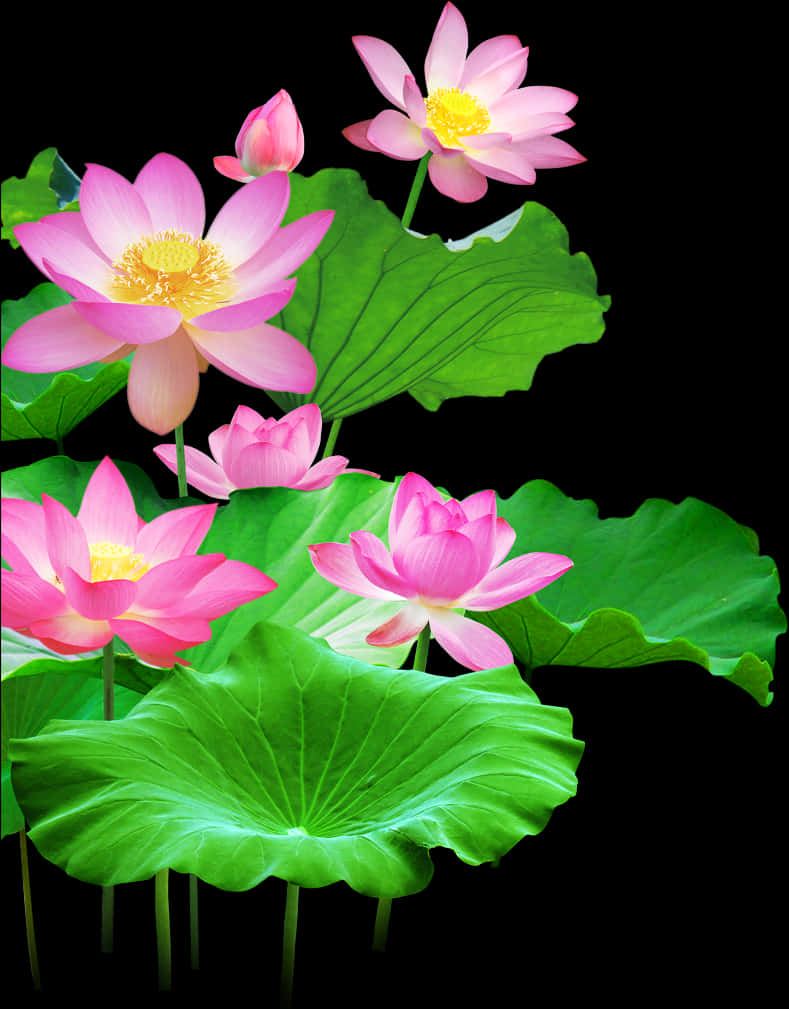 Blooming Lotus Flowersand Leaves