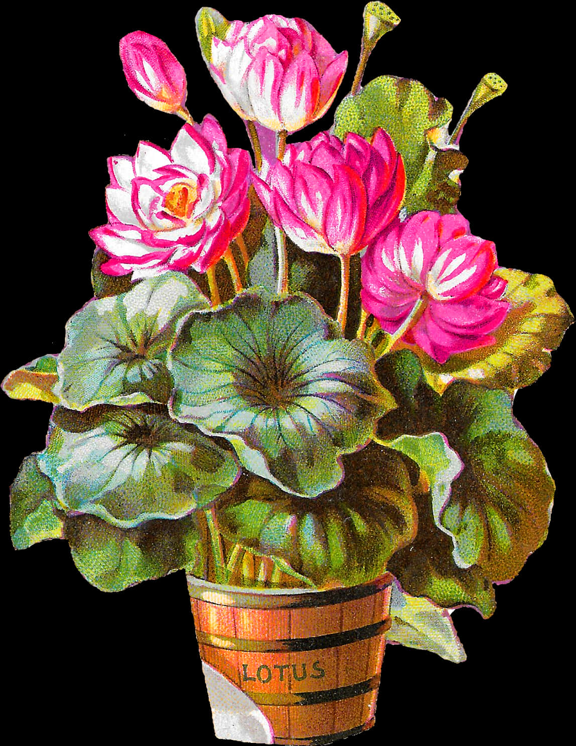 Blooming Lotus Flowersin Pot