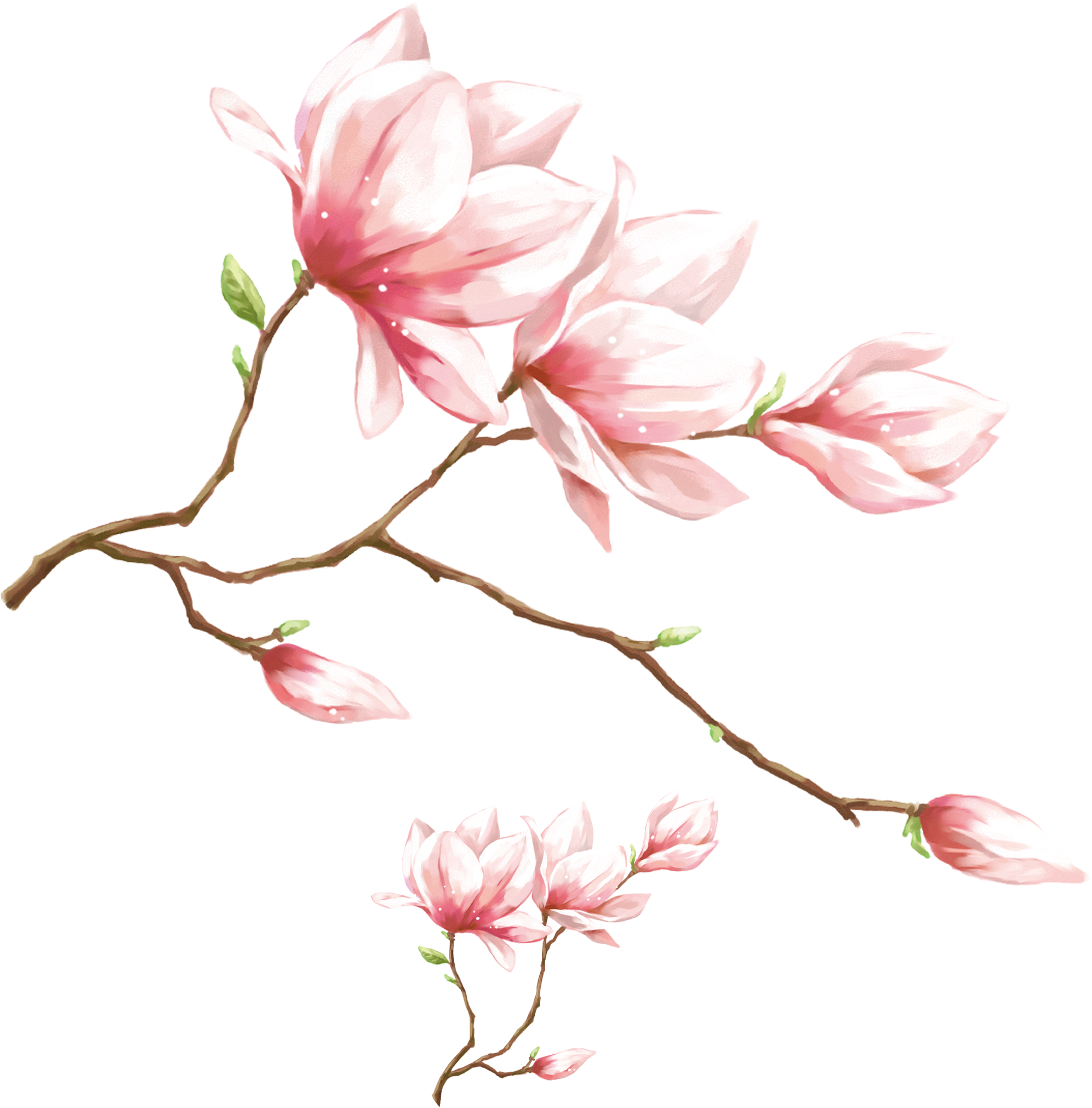 Transparent Magnolia Png - Pink Magnolia Flower Png, Png Download PNG with transparent background