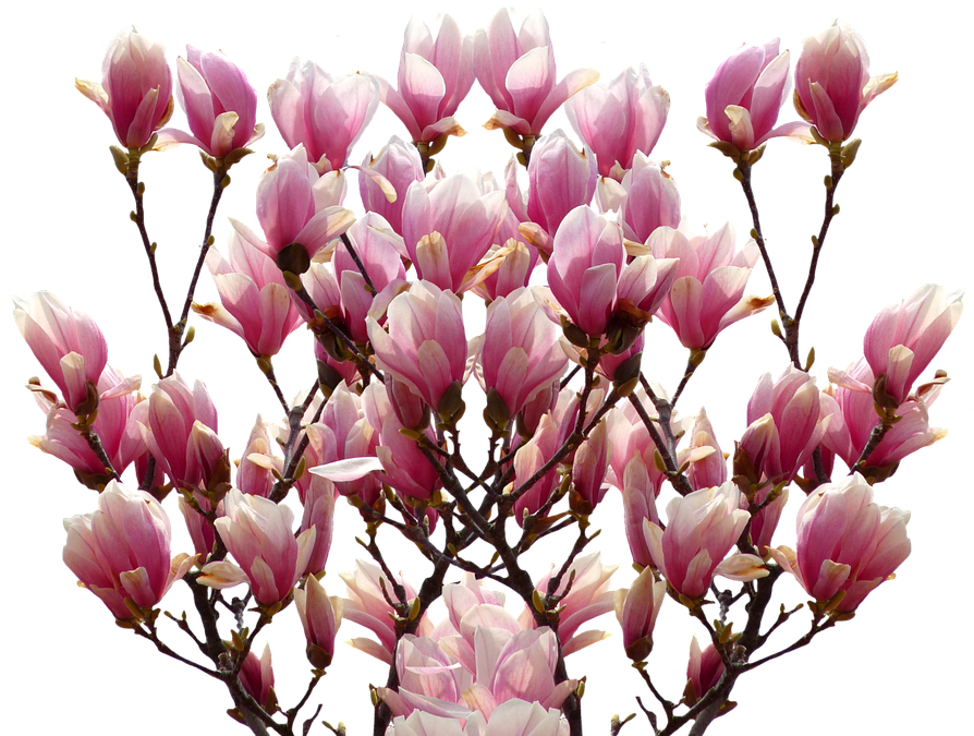 Magnolia, Spring, Nature, Blossom, Bloom, Pink, Bush - Magnolia Transparent, HD Png Download PNG with transparent background