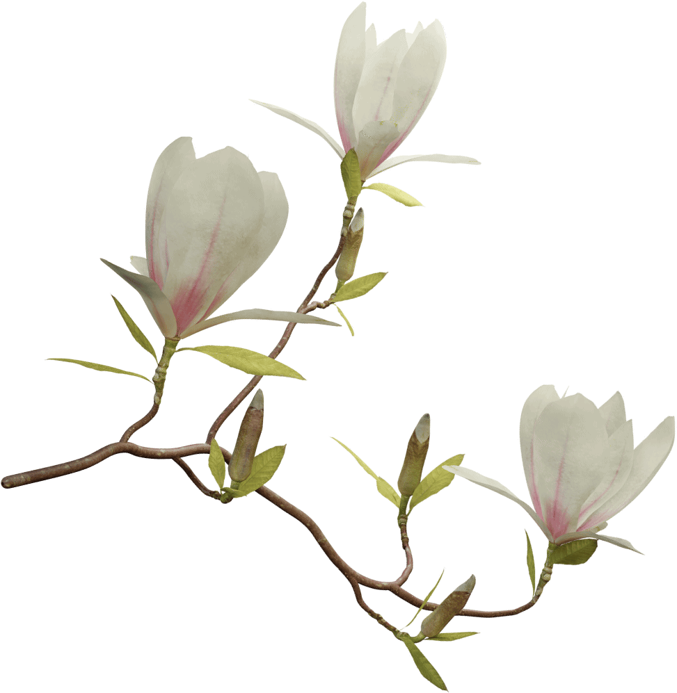 Magnolia Png , Png Download - Png Magnolia, Transparent Png PNG with transparent background