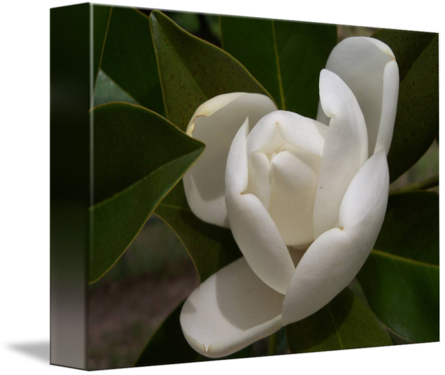 White Southern Opening By - Southern Magnolia, HD Png Download PNG with transparent background