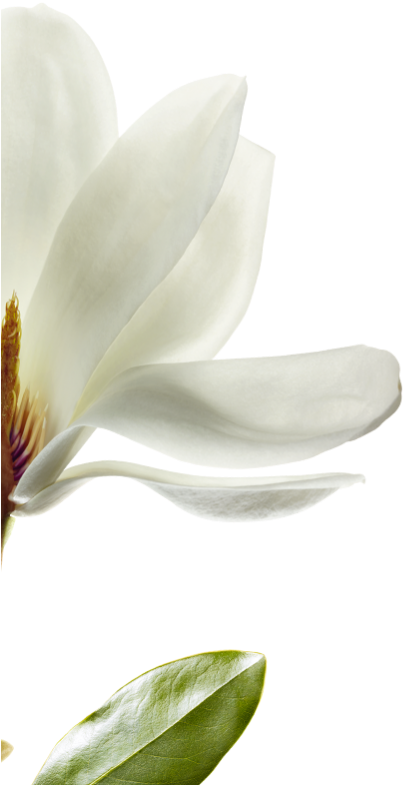 We Have Selected Magnolia That Is Native To Southwest - Magnolia, HD Png Download PNG with transparent background