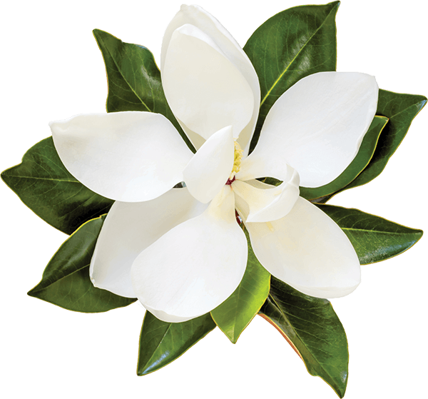 Flower,flowering Family,gardenia - Transparent Magnolia Flower, HD Png Download PNG with transparent background