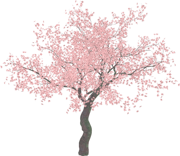 Transparent Magnolia Png - Cherry Blossom Tree Png, Png Download PNG with transparent background