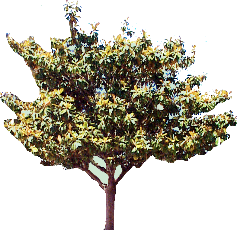 Magnolia Tree Png, Transparent Png PNG with transparent background