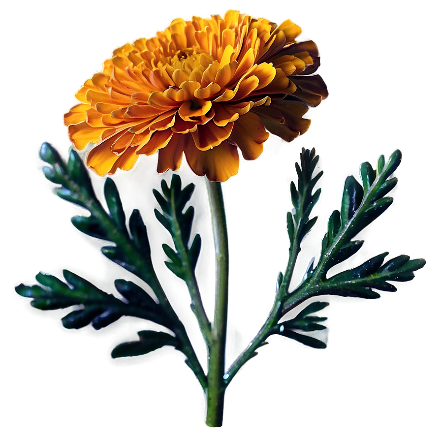 Blooming Marigold Png 14