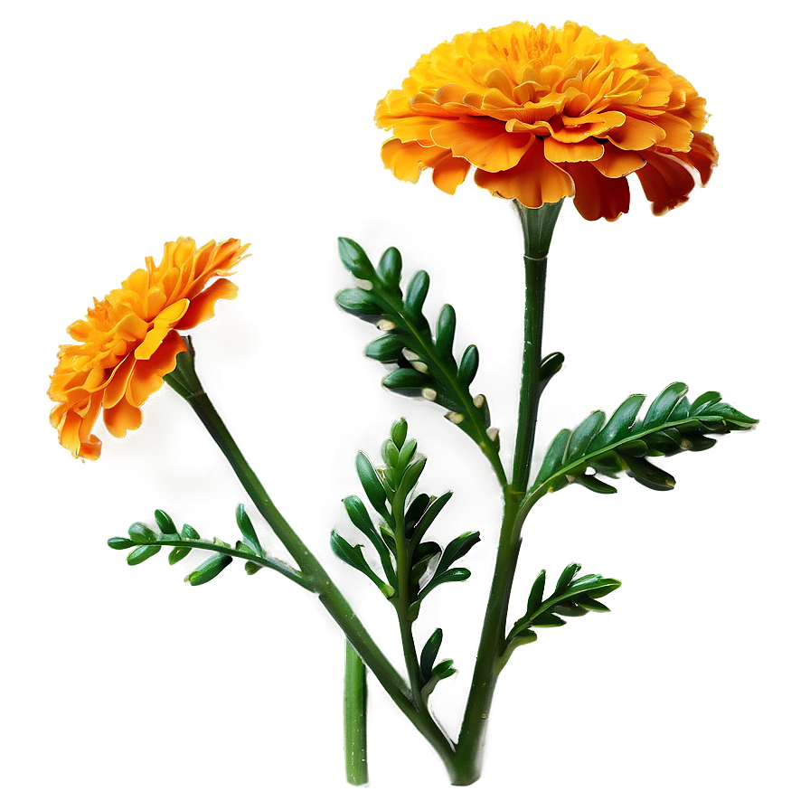 Blooming Marigold Png Hdq1