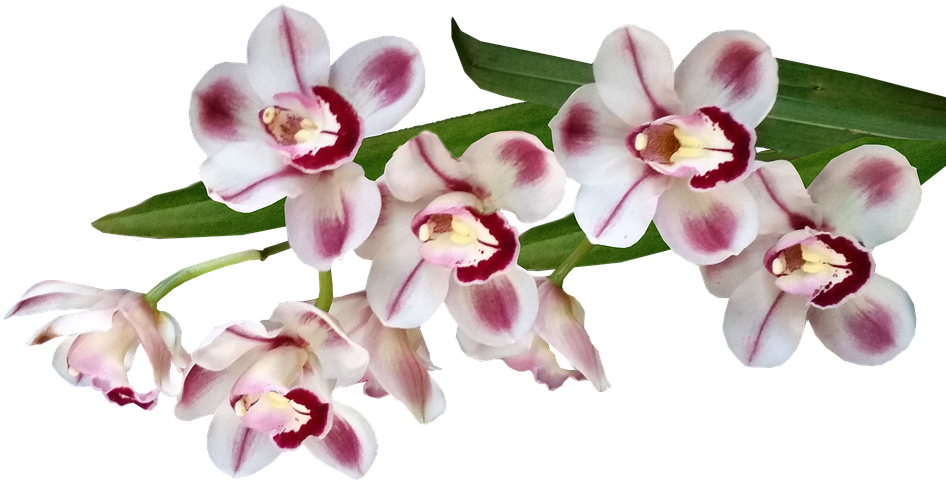 Blooming Orchid Branch.png