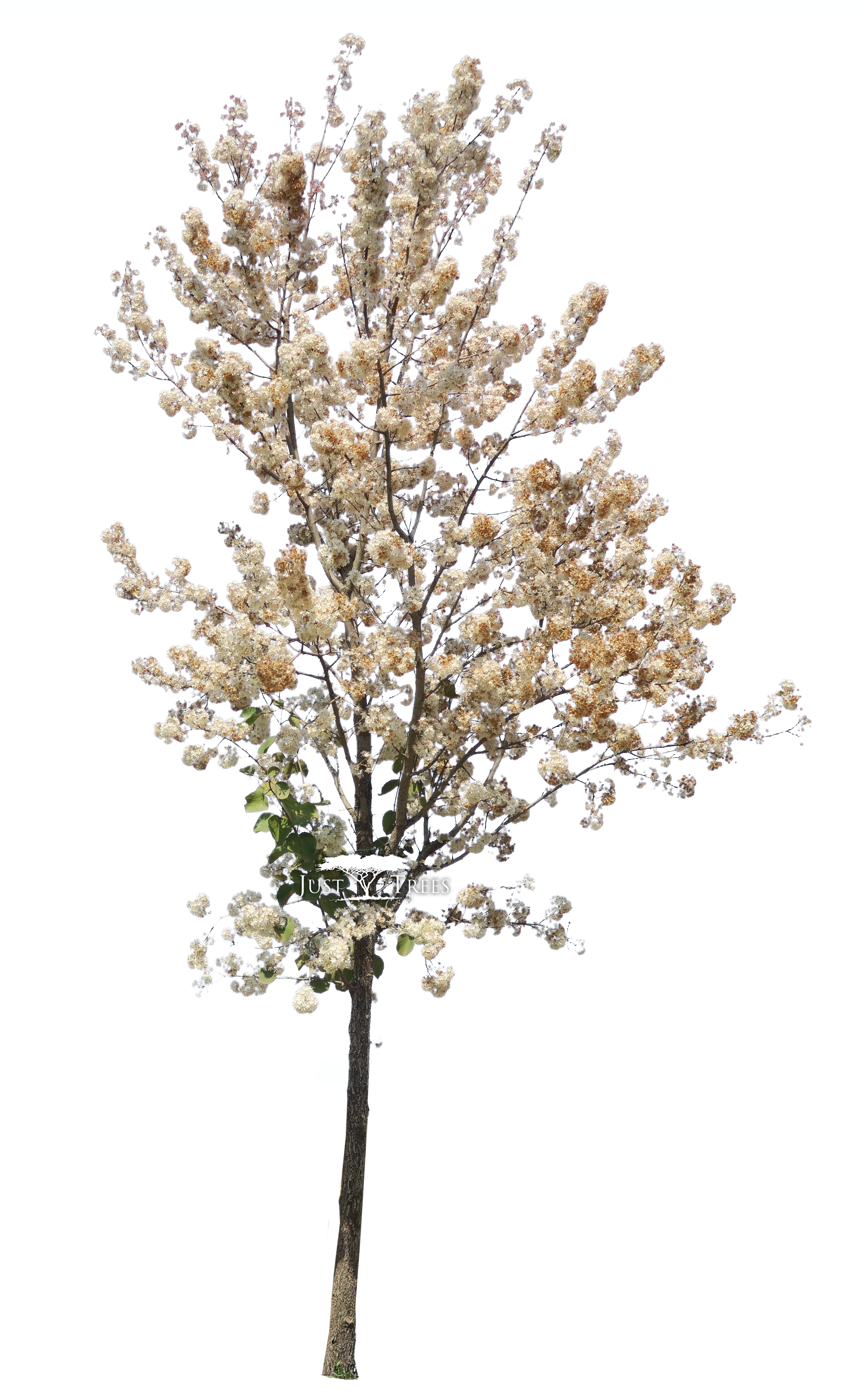 Blooming Pear Tree Isolated