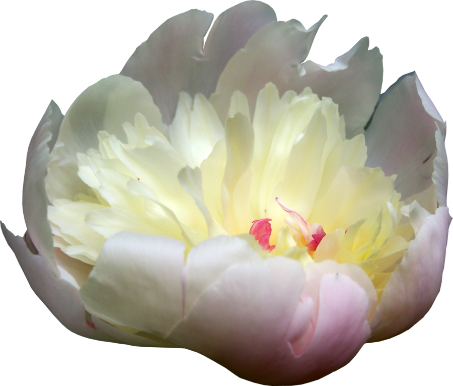 Blooming Peony Flower Isolated.png