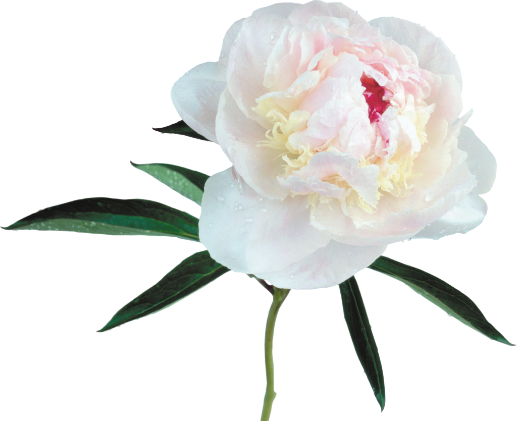White Peony White Background, HD Png Download PNG with transparent background