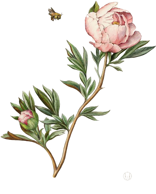 Illustration Watercolor Painting Peony - Peony Botanical Illustration PNG with transparent background