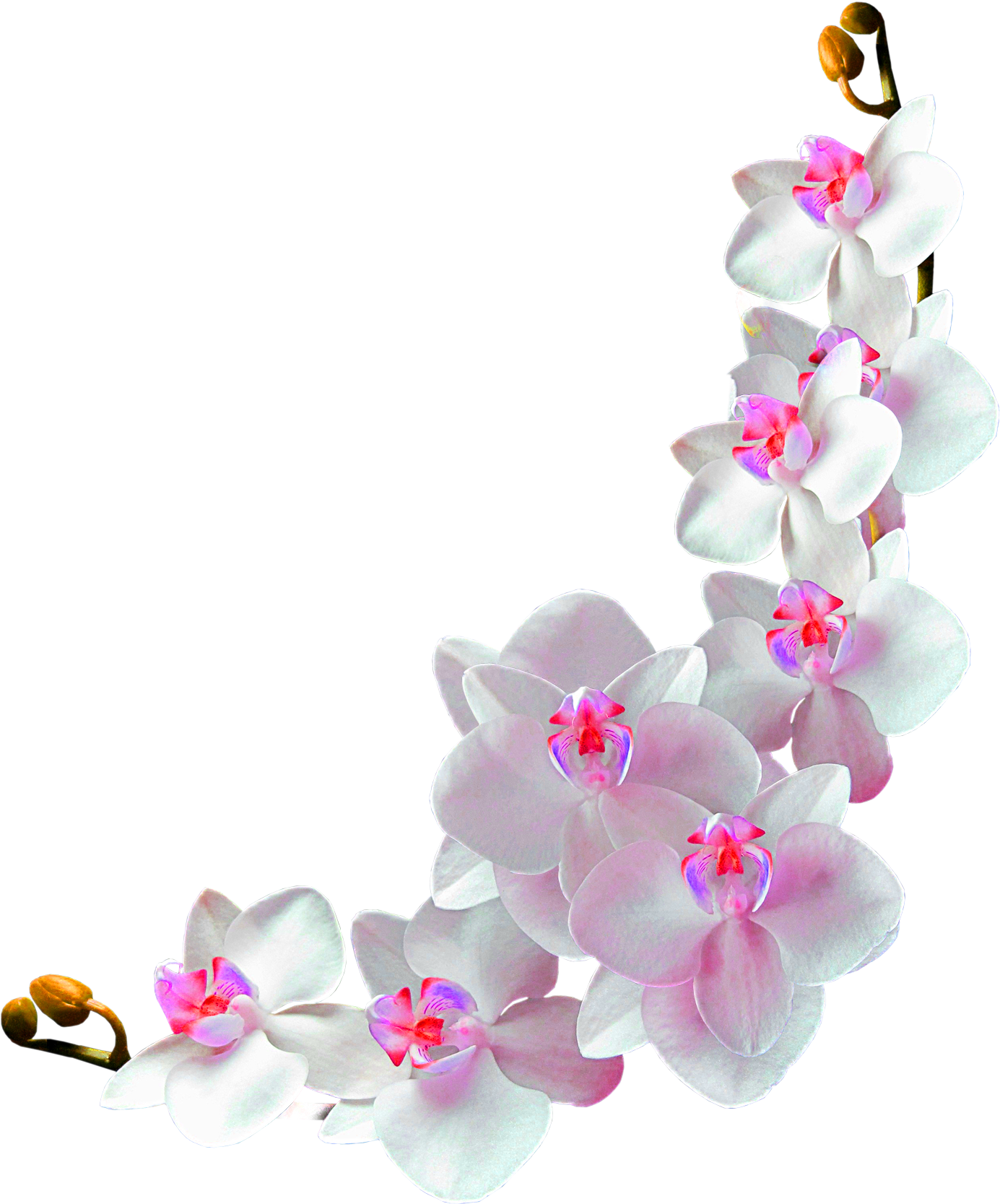 Blooming Phalaenopsis Orchid Transparent Background