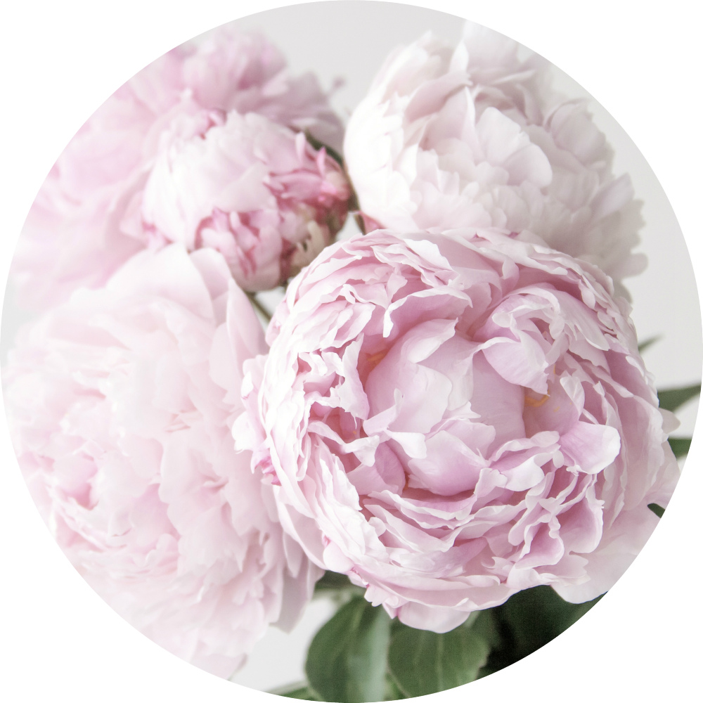 Blooming Pink Peonies