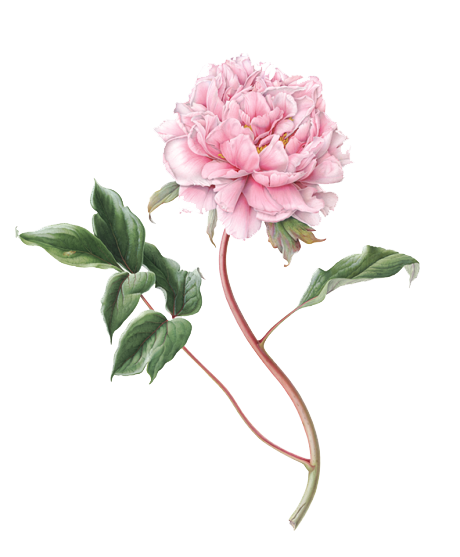 Peony PNG File PNG with transparent background
