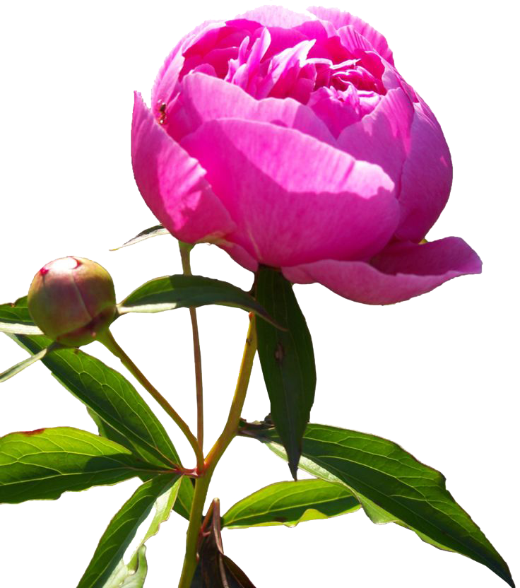 Blooming Pink Peony Transparent Background.png