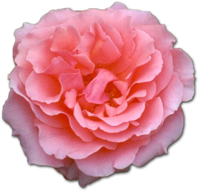 Pink Rose Flower - Pink Rose, HD Png Download PNG with transparent background