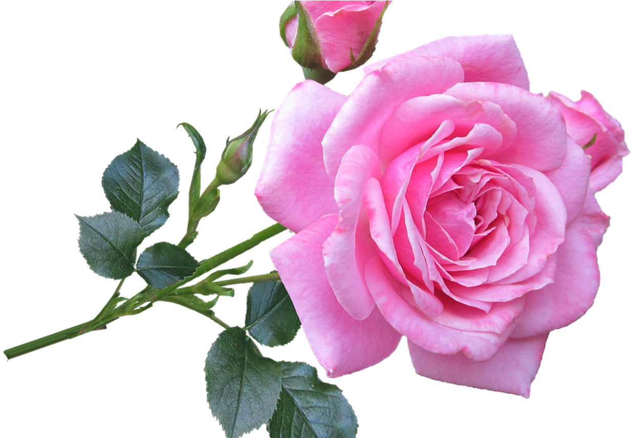 Pink Rose Stem Free Photo On Pixabay - Pink Rose Good Morning, HD Png Download PNG with transparent background