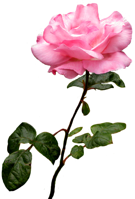 Blooming Pink Rose Transparent Background.png