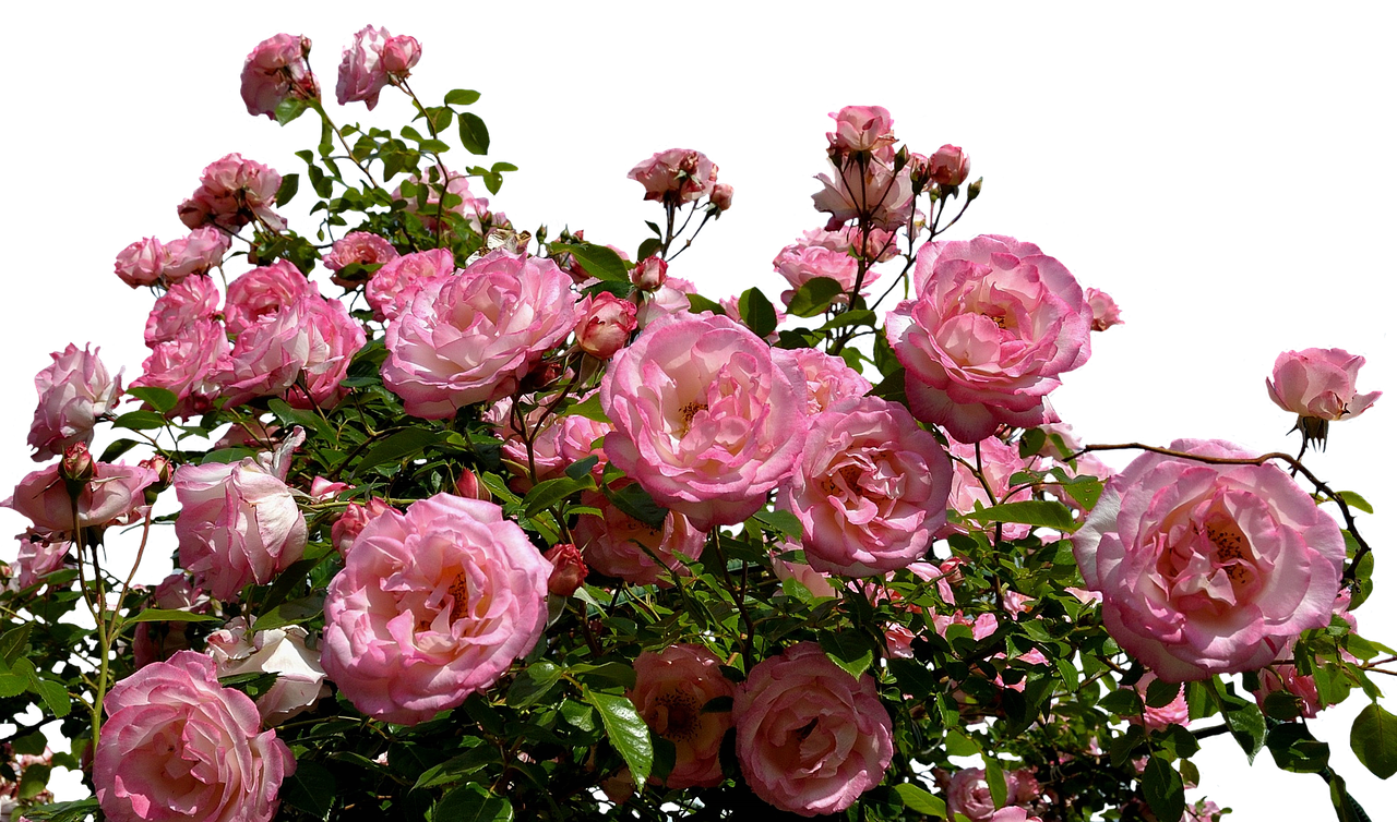 Blooming Pink Roses Against Black Background.jpg PNG with transparent background