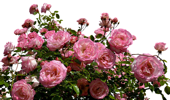 Blooming Pink Roses Black Background